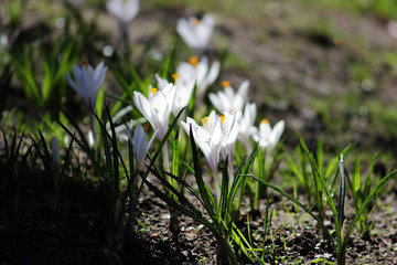 plural white crocuses or croci in backlight is a genus of flowering plants in the iris family
