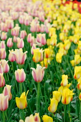 beautiful blooming tulips in the king's flowers garden Keukenhof (Garden of Europe), Holland, The Netherlands