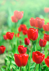 Obraz premium red tulip background