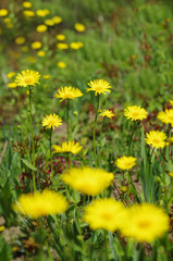 yellow flowers on a meadow