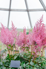 Celosia argentea (pink) in the king's flowers garden Keukenhof (Garden of Europe), Holland, The Netherlands