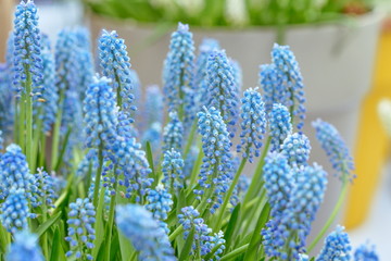 Viper onion, Mouse hyacinth, Muscari flower