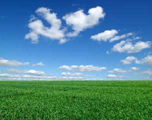 field of green grass and sky