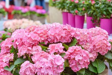 beautiful blooming hydrangea in the king's flowers garden Keukenhof (Garden of Europe), Holland, The Netherlands