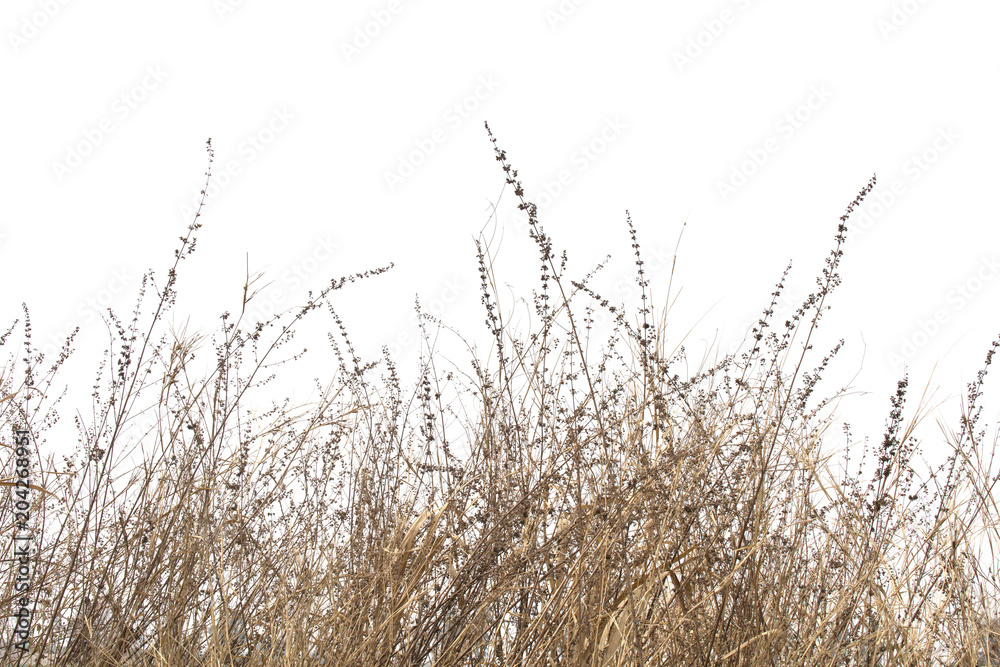 Wall mural dry grass field on white background.