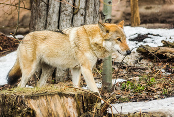 Grey wolf (canis lupus)  between trees walking to the right