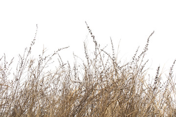 Dry grass field on white background.