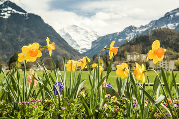 Beautiful colorful flowers in Hohematte park in Interlaken, Switzerland