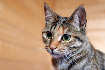 Fototapeta premium Portrait of a green-eyed striped cat gray color.