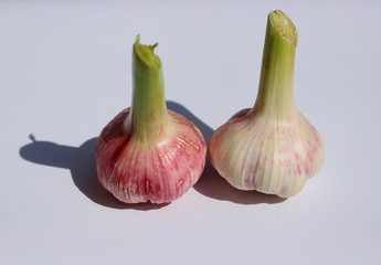 Obraz premium Still life with isolated whole raw young purple garlic head close-up selective focus on a light textured background