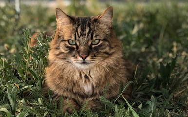 Obraz premium Norwegische Waldkatze