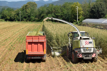 Crushing and maceration of wheat to make bio gas in the Brescia countryside 156