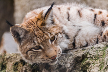 Eurasian lynx (lynx lynx) resting and  looking down