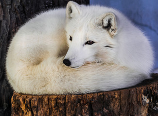 Obraz premium Arctic fox (Vulpes lagopus) resting on a trunk