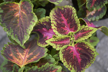 Coleus blumei leaves