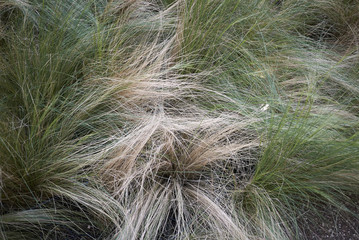 Carex albicans plants