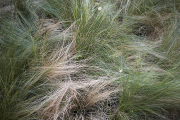 Carex albicans plants