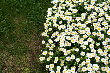 White flowers on the green grass background in the park