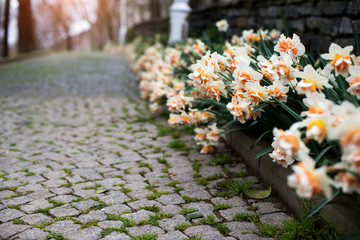 Spring landscape with colorful flowers