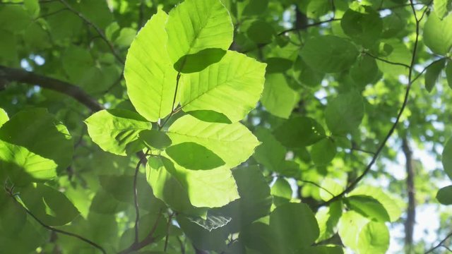 Beech leaves in sun rays as a video background
