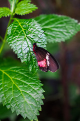 Parides iphidamas, the Iphidamas cattleheart butterfly resting on a green leave