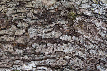Natural wooden tree bark background / texture
