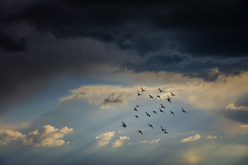 birds flying into stormy sky