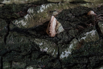 Natural wooden tree bark background / texture