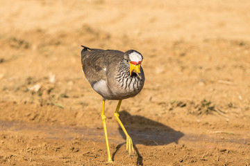 African Wattled Lapwing