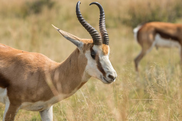Springbok