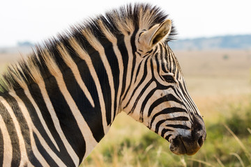 Fototapeta na wymiar Plains Zebras