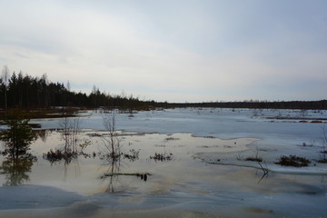 Boardwalk path through wetlands area in early spring. Boardwalk in Viru bog nature trail. Estonia. Bog boardwalk is a popular tourist destination in Lahemaa National Park.