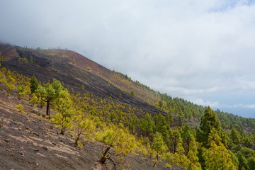 Landscape of a hiking trail GR131 Ruta de los Volcanes with canarian pine trees leading from Fuencaliente to Tazacorte on La Palma, Canary Islands, Spain