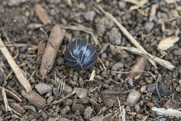 Potato bug rolled up