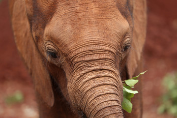 Baby elephant is eating. The David Sheldrick Wildlife Trust. Nairobi, Kenya