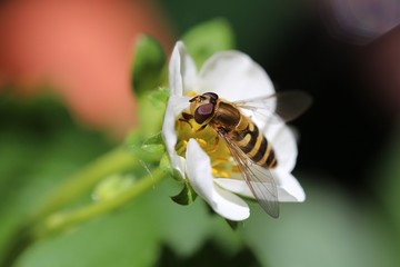 Biene auf Erdbeerblüte