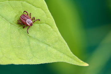 Fototapeta premium Parasite mite sitting on a green leaf. Danger of tick bite.