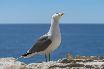 Fototapeta na wymiar European herring gull Larus argentatus in Spain coast