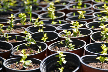 Flower pots with young plants, ready for planting in the garden