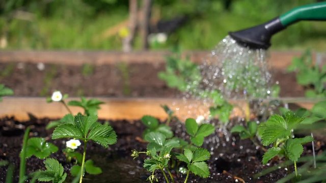 Watering strawberries plant in the garden.  - 4K video