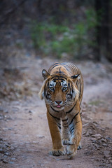 A headon of male tiger from Ranthambore National Park