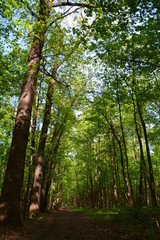 Fototapeta premium nature landscape flora forest trees trail Creek swamp bushes greenery walking oxygen air sky grass stump Creek water oxygen season autumn summer birch river glade mountain