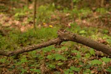 nature landscape flora forest trees trail Creek swamp bushes greenery walking oxygen air sky grass stump Creek water oxygen season autumn summer birch river glade mountain