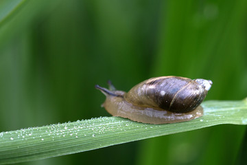 Kleine Schnecke auf einen Grashalm