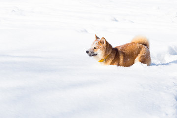 Young shiba inu dog in winter snow forest playing with toy ball