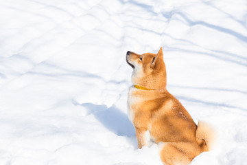 Red Shiba inu dog is playing and running in a snow park in winter