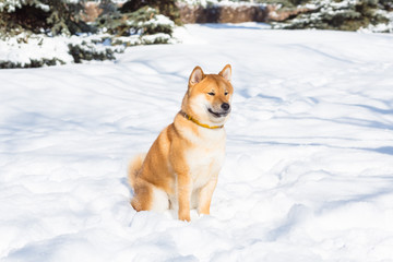 Dog breed red Shiba inu walking in winter forest, running and playing outdoors
