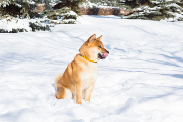 Red Shiba inu dog is playing and running in a snow park in winter