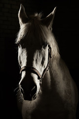 Studio contour backlight shot of white horse on isolated black background