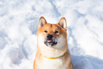 Dog breed red Shiba inu walking in winter forest, running and playing outdoors